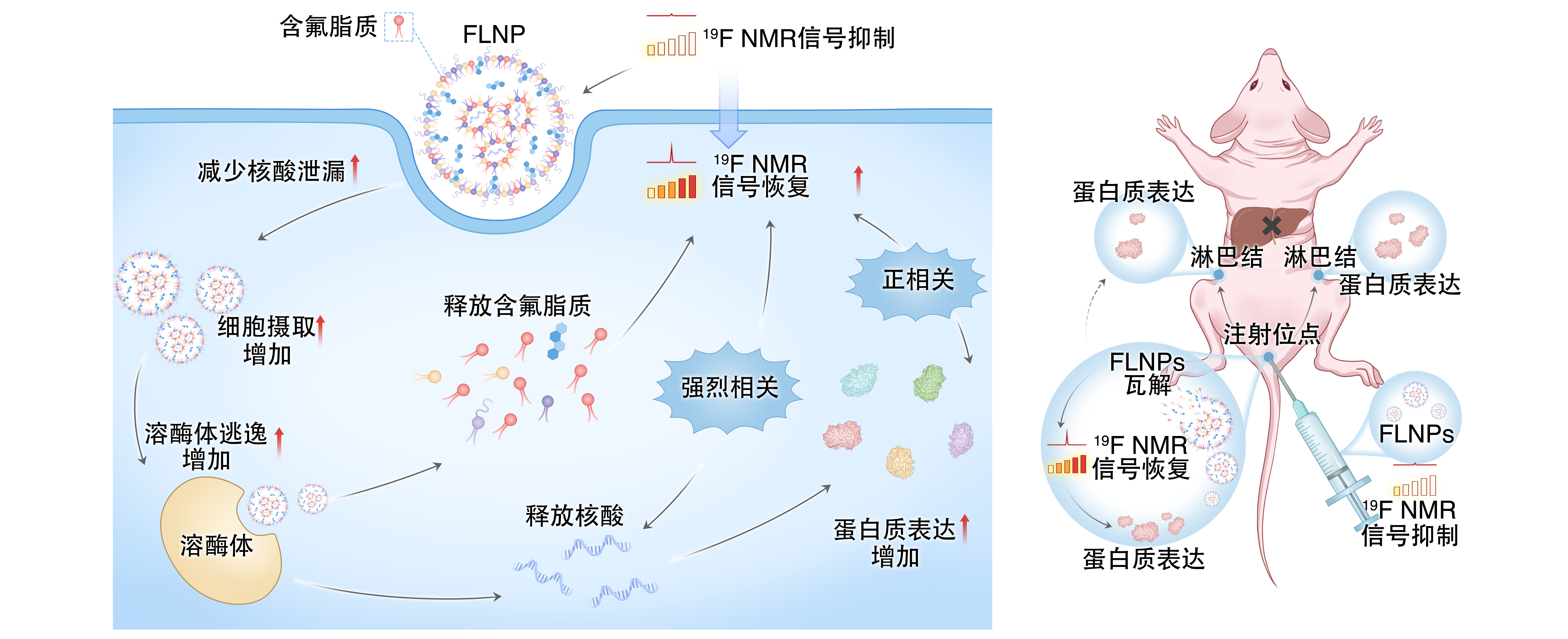 让 mRNA 在体内“看得见” EVO视讯官网在mRNA疫苗递送研究方面取得重要进展